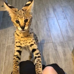 Trade! (Do not purchase)